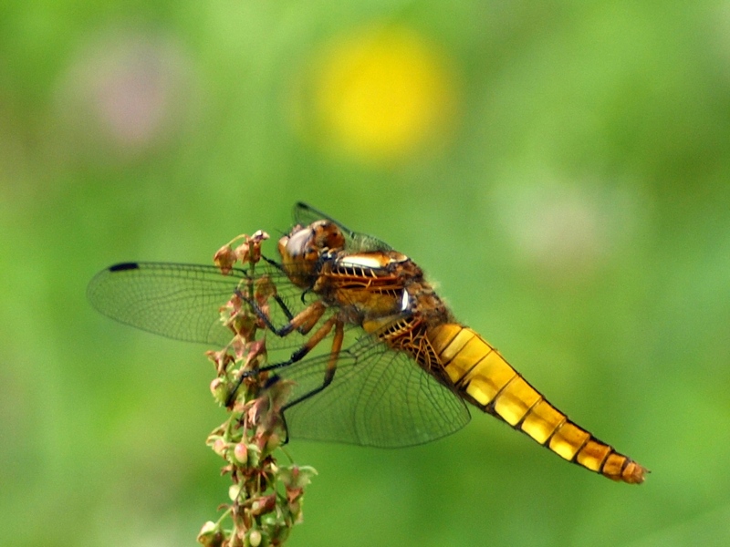 Libellula depressa